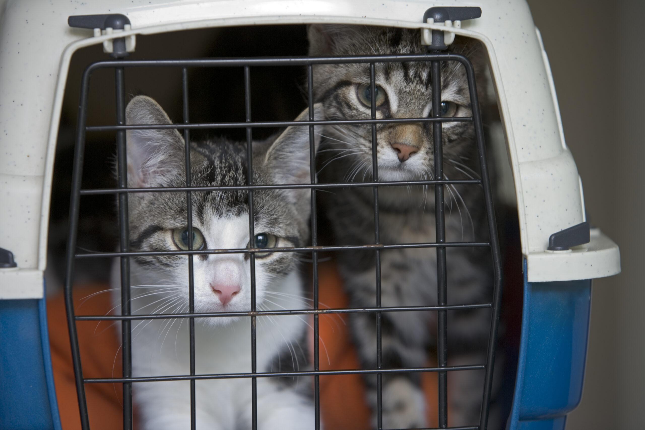 Two calico kittens in a cat carrier.