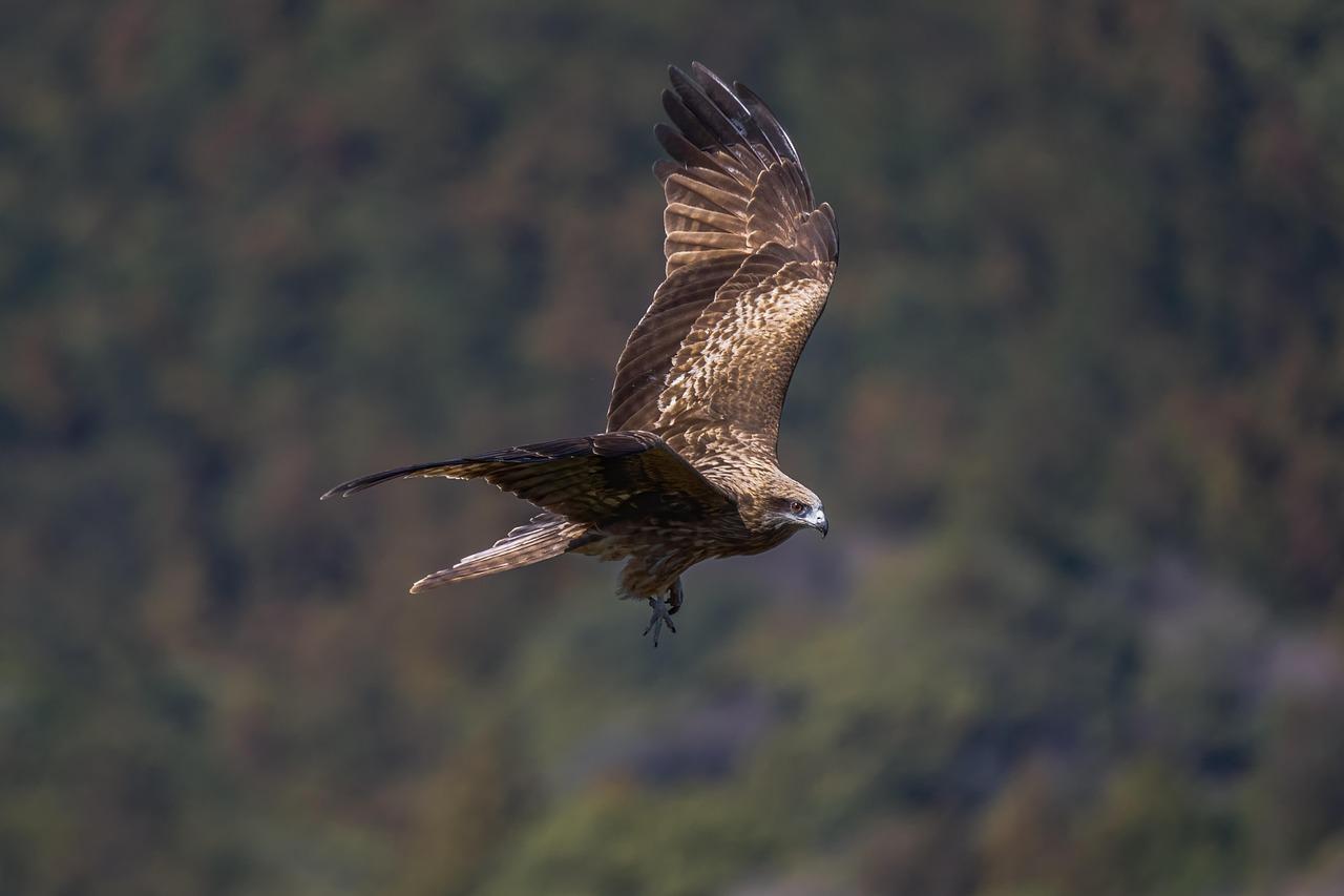Bird of prey fling through the sky with trees in the background.