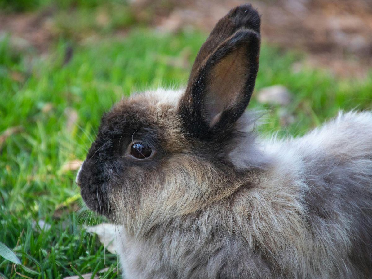 A grey fluffy rabbit in the garden.