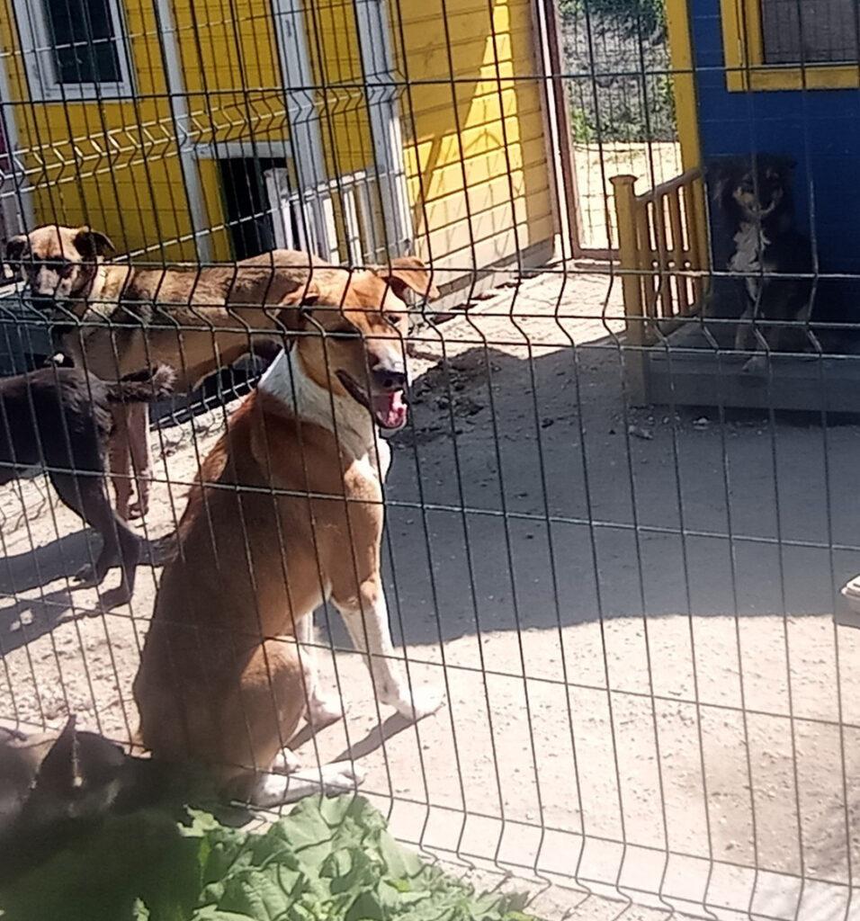 Four dogs are behind a wire fence in a sunny enclosure, which contains a colourful blue and yellow doghouse. The main focus is a large tan and white dog looking happy.