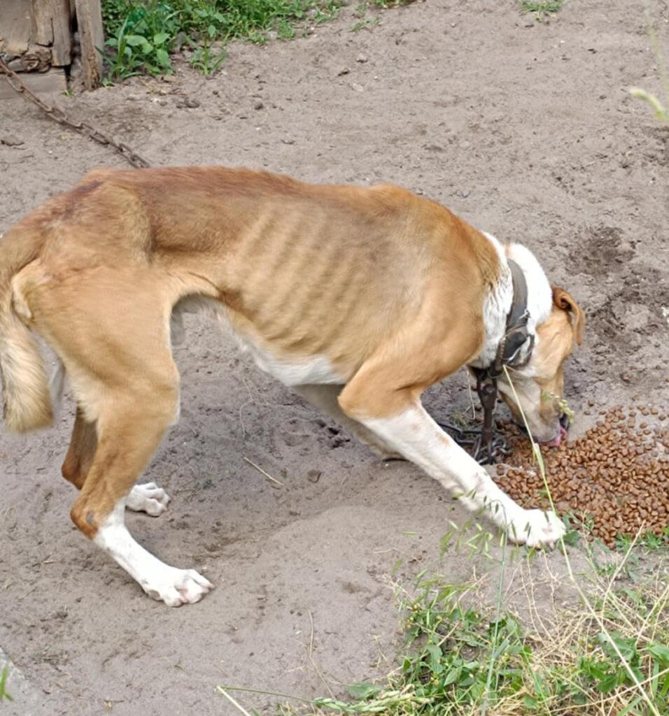 A thin, brown and white dog with visible ribs is eating kibble from the ground, chained in a dirt yard. The scene conveys neglect and hunger.