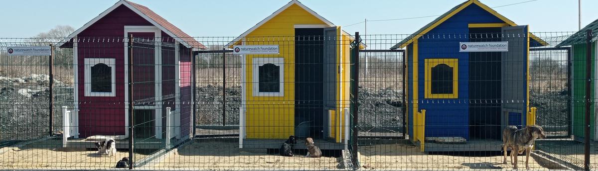 Three brightly colored dog shelters in red, yellow, and blue sit within separate enclosures, with mixed-breed dogs lounging outside on a sunny day. Signs fixed to the fencing features the logo &lsquo;Naturewatch Foundation &ndash; Advancing Animal Welfare&rsquo;.