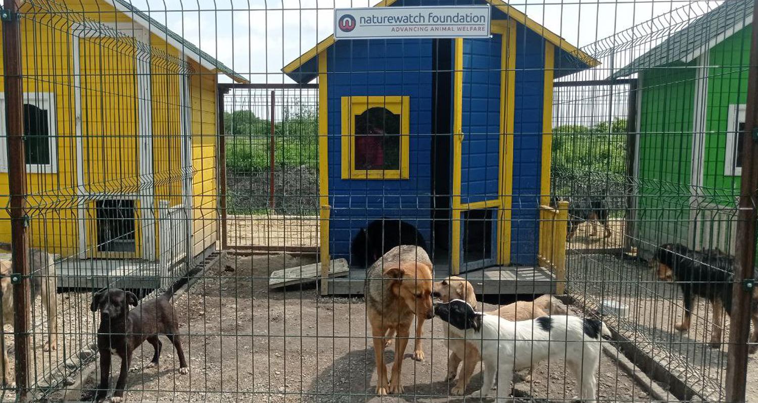 A mother dog nuzzles two of her puppies in front of a brightly coloured blue and yellow doghouse, which sits in an enclosure surrounded by a mesh fence. A third pup looks through the fence. A logo sign on the fence reads "Naturewatch Foundation &ndash; Advancing Animal Welfare".