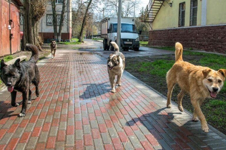 Four dogs walking energetically along a sunlit, wet brick path. The scene is bordered by a building, truck, and a grassy area.