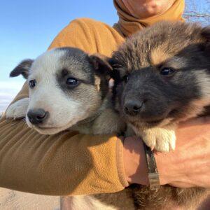 A person in a tan fleece jacket holds two puppies. One puppy is white and black, the other is dark brown. The sky is bright blue.
