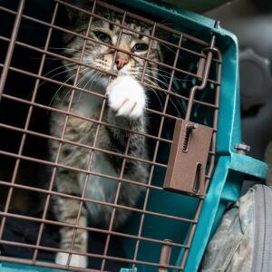 A tabby cat reaches their paw through the metal bars of a teal pet carrier, conveying a sense of curiosity.