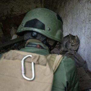 A person in tactical gear and helmet faces a wary tabby cat huddled in a dim, cluttered corner.