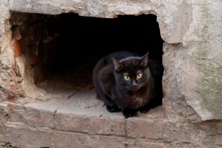 A black cat with bright eyes crouches in a rough stone opening of an old building.