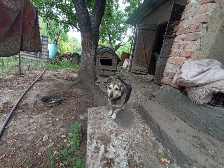 Animal Welfare in Moldova 1 A brown and black Moldovan dog is chained to a kennel, looking at the camera. A dirty bowl is nearby. A tree and barn are in the background.
