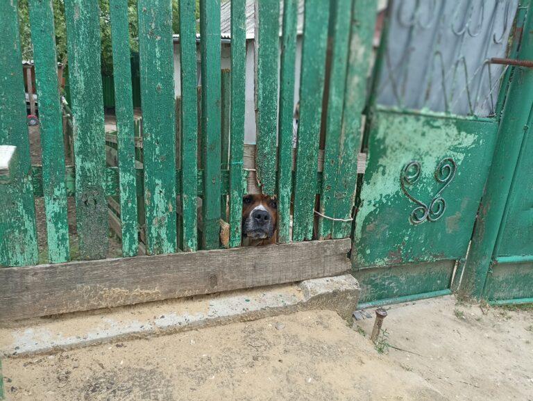 Animal Welfare in Moldova 2 A dark brown and white dog is poking their nose through a low-level hole in a green wooden fence in Moldova.