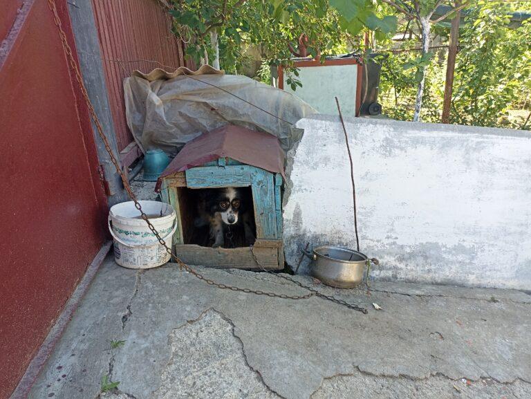 Animal Welfare in Moldova 3 A brown, black and white puppy is chained, hiding in a kennel in Moldova. A plastic bucket of dirty water and a metal bowl are nearby