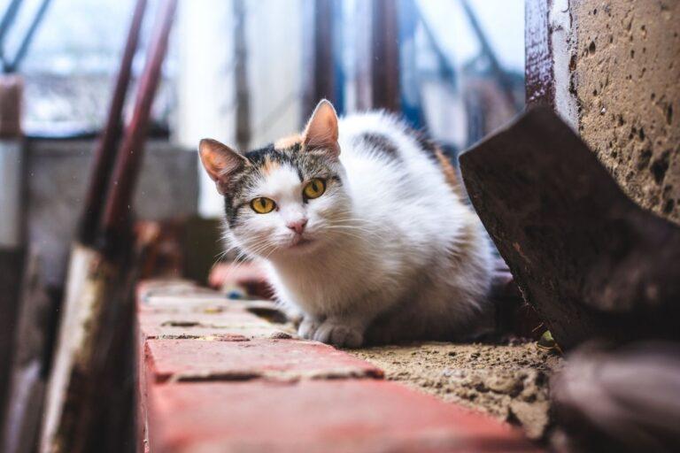 A calico-type cat with yellow eyes crouches on a brick ledge in a building, gazing intently at the camera.
