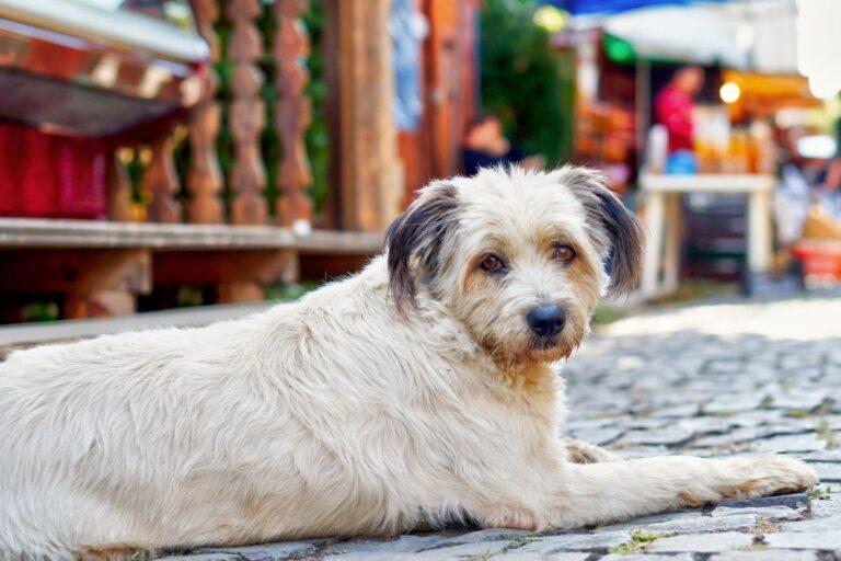 Animal Welfare in Romania 1 Cream-coloured dog with grey ears, lying on the street in Bucharest, Romania. There are colourful shops in the blurred background.