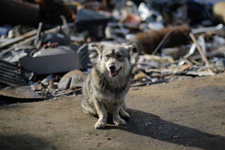 Animal Welfare in Romania 2 A short gray dog is sitting on a dirt road with piles of rubbish in the background in rural Romania.