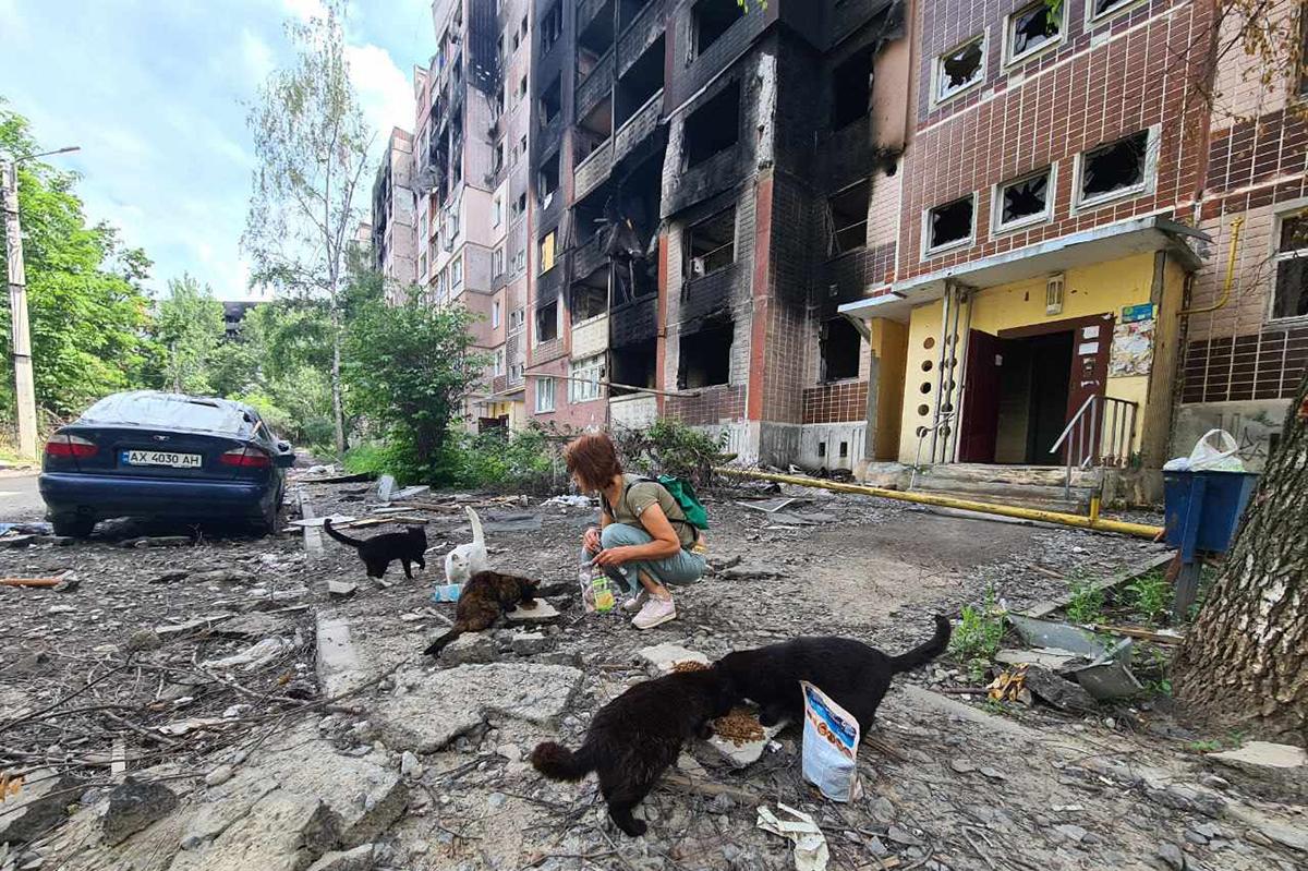 A woman is feeding five cats on a rubble-strewn ground in front of a damaged, burnt-out apartment building in Kharkiv, Ukraine.