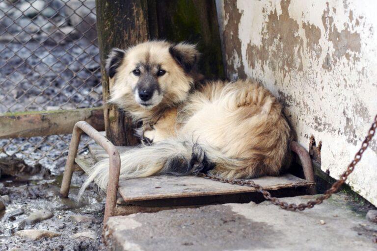 Animal Welfare in Romania 3 A sad fluffy dog lies on a makeshift bed in a muddy enclosure, with a rusty-looking chain attached to his collar.