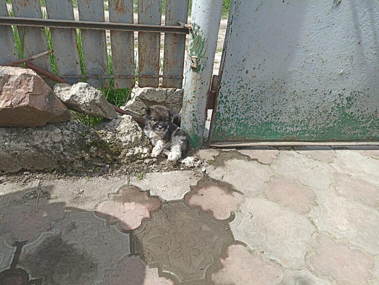 Animal Welfare in Moldova 4 A small brown and white Moldovan puppy is lying on the ground, leaning against rocks, near a rusty grey metal fence.
