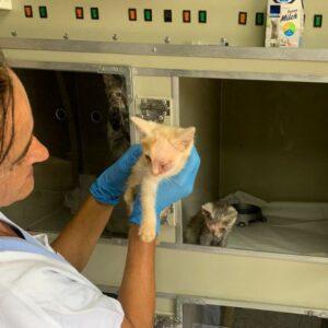 A veterinary worker in blue gloves gently holds a light-colored kitten with an eye issue. In the background, another kitten is in an open cat kennel.