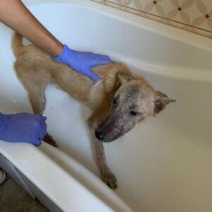 A thin dog with patchy fur stands in a white bathtub, looking worried. A person wearing purple gloves gently holds the dog, indicating care and concern.