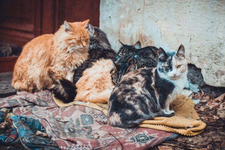 A group of six cats of various colours huddled together on blankets outside on the street, next to a weathered wall.