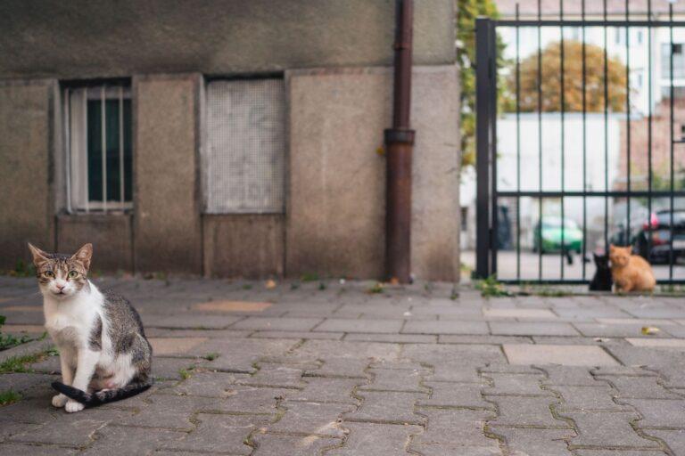 Animal Welfare in Romania 4 A tabby and white cat is sitting in front of a house in Romania. There are two other cats in the blurred background – one is ginger, and one is black. Beyond some black gates are parked cars.