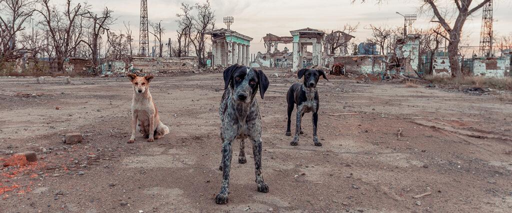 Three large dogs in Mariupol, Ukraine, are looking at the camera – a brown and white dog is sitting, and the other two pointer-type dogs are standing. Their coats are merle, with black patches. Destroyed buildings and monuments are in the background, with leafless trees.