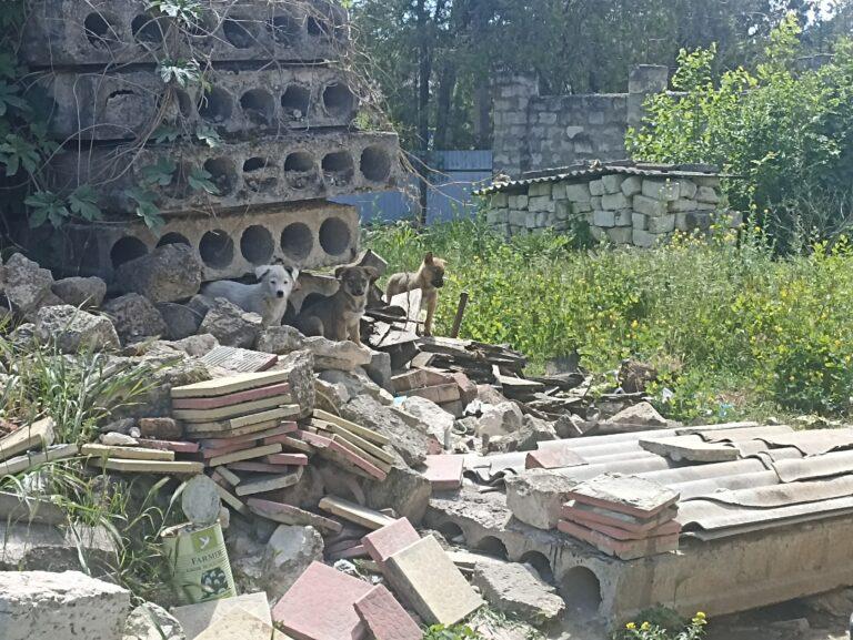 Animal Welfare in Moldova 5 Three puppies are standing on rubble in Moldova – one is white with a brown patch on the ear, the others are brown and black. Rundown buildings and overgrown weeds are in the background.