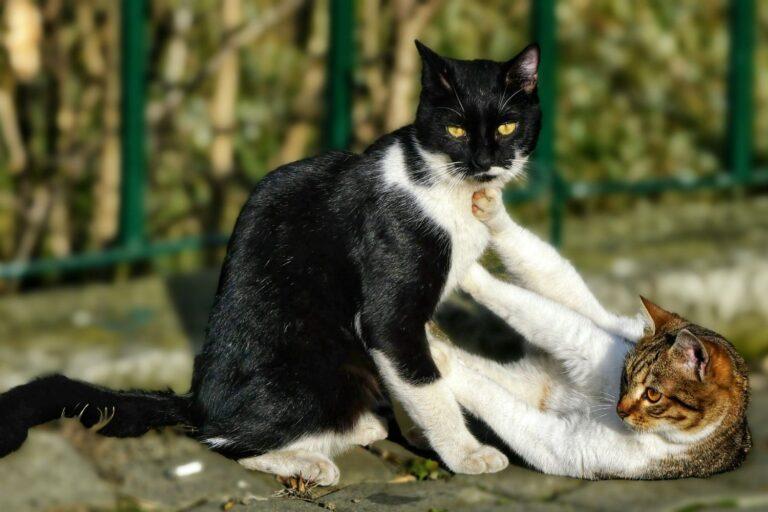 Animal Welfare in Romania 5 A black and white tuxedo cat is playing with a tabby and white cat on a pavement in Bucharest, Romania.