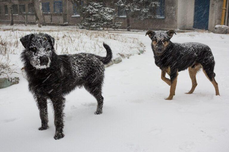 Two stray dogs during a snowstorm in Donetsk Ukraine 1500 x1000