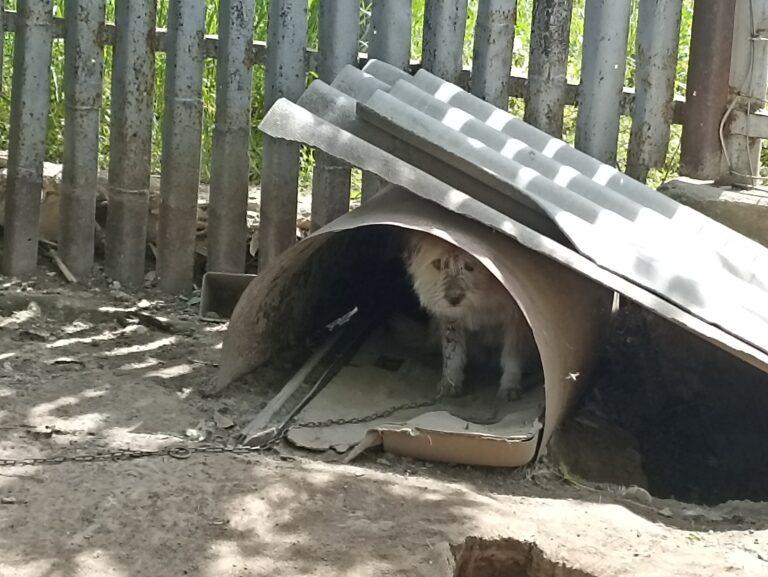Animal Welfare in Moldova 6 A white long-haired dog on a chain is crouching under a corrugated makeshift kennel in Moldova. Sheets of metal are propped on the roof.