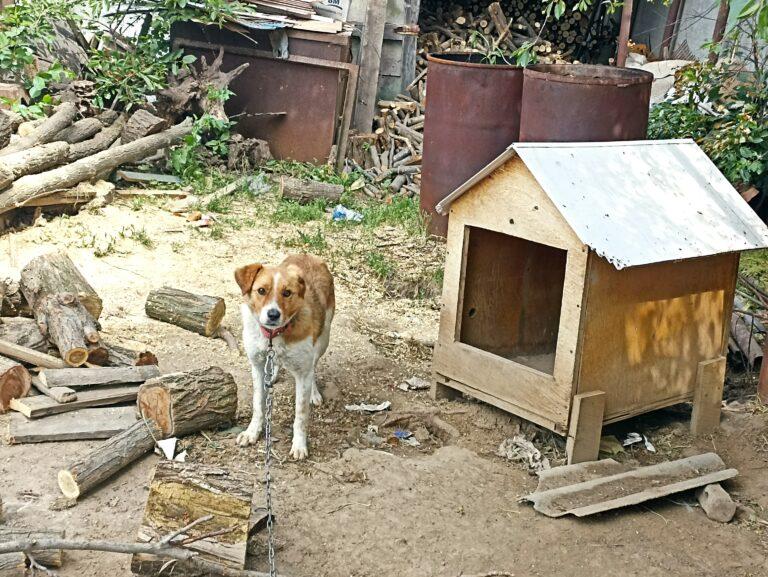 Animal Welfare in Moldova 7 A brown and white dog is tethered on a chain, standing outside a wooden dog kennel in Moldova, surrounded by logs and sparse grass.