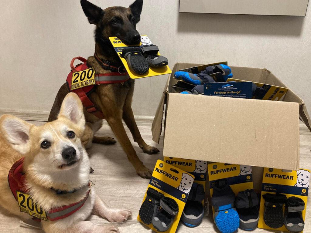 The war in Ukraine: How Naturewatch Foundation has been supporting animals in crisis 8 A corgi and Malinois/Shepherd-type dog are sitting on the ground indoors, wearing rugged harnesses, next to a cardboard box full of protective dog shoes. The larger dog is holding one packet in his mouth.