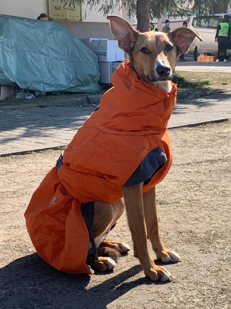 The war in Ukraine: How Naturewatch Foundation has been supporting animals in crisis 4 A brown dog with large ears and a smooth coat is sitting outside on the ground, wearing a padded orange dog jacket. There are boxes and a van in the background, with people working, some of them dressed in high-vis vests.