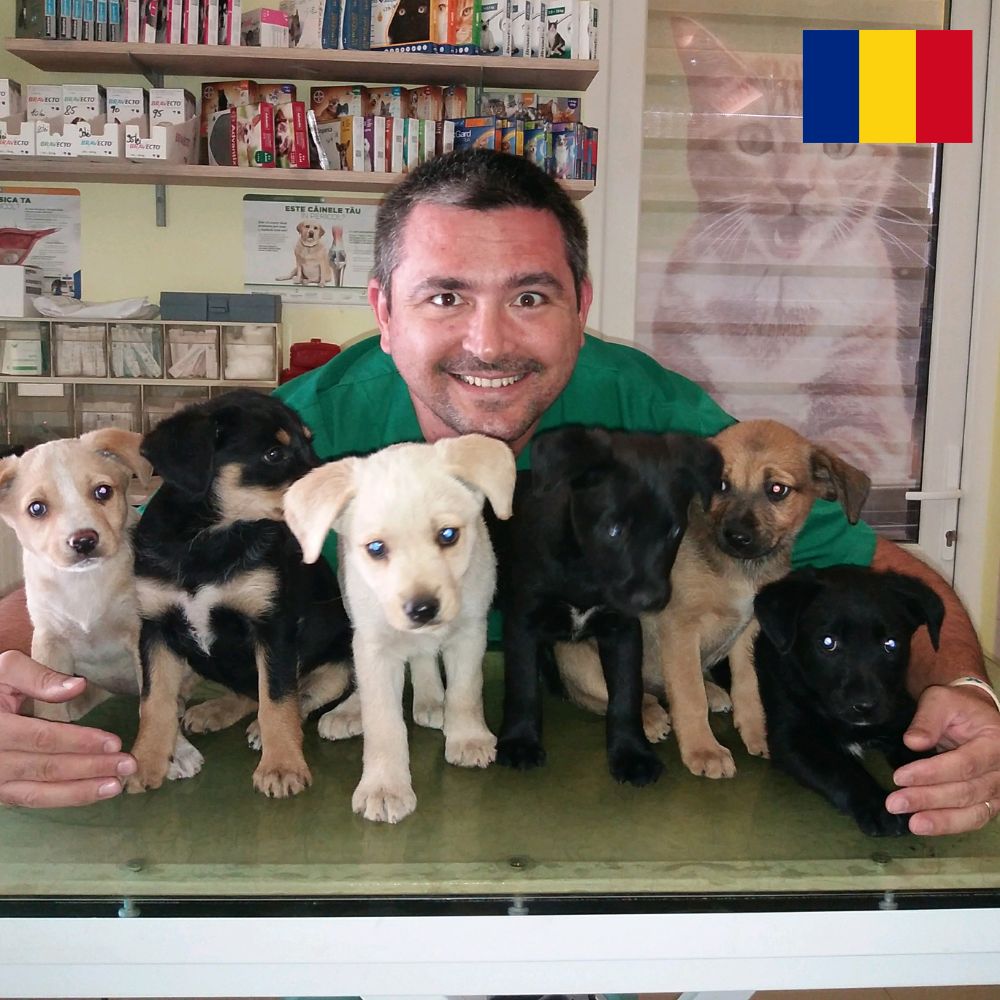 A smiling man with dark hair is dressed in green veterinary scrubs in a vet practice. His arms are around six cute puppies on a table. The pups are various colours.