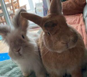 Two rabbits sit together on a green towel indoors. One is light gray with long fur, and the other is tan.
