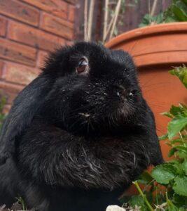 A black rabbit with fluffy fur sits in a garden near a terracotta pot and green plants, against a brick wall backdrop.