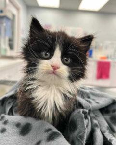 Fluffy black and white kitten with wide eyes sits on a grey blanket. The background is soft-focus and appears to be in a veterinary clinic.