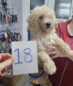 Curly-haired dog held by a person in a red t-shirt, with a paper showing "18" in front. There are dog supplies for sale in the background, including collars and harnesses.