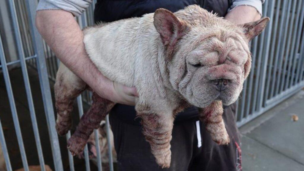 Dog from SPCA investigation Photo credit Scottish SPCA