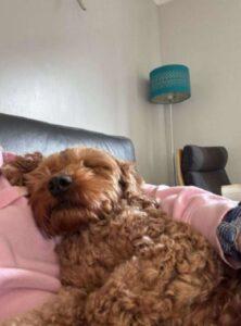 A curly-haired brown dog sleeps contentedly on a person's lap. The cosy scene features a grey chair and a teal lamp in the background.