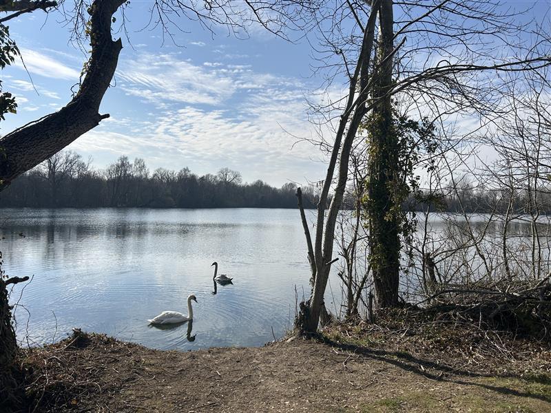 Swans on lake. the lake is surrounded by woodland. The scene is peaceful.