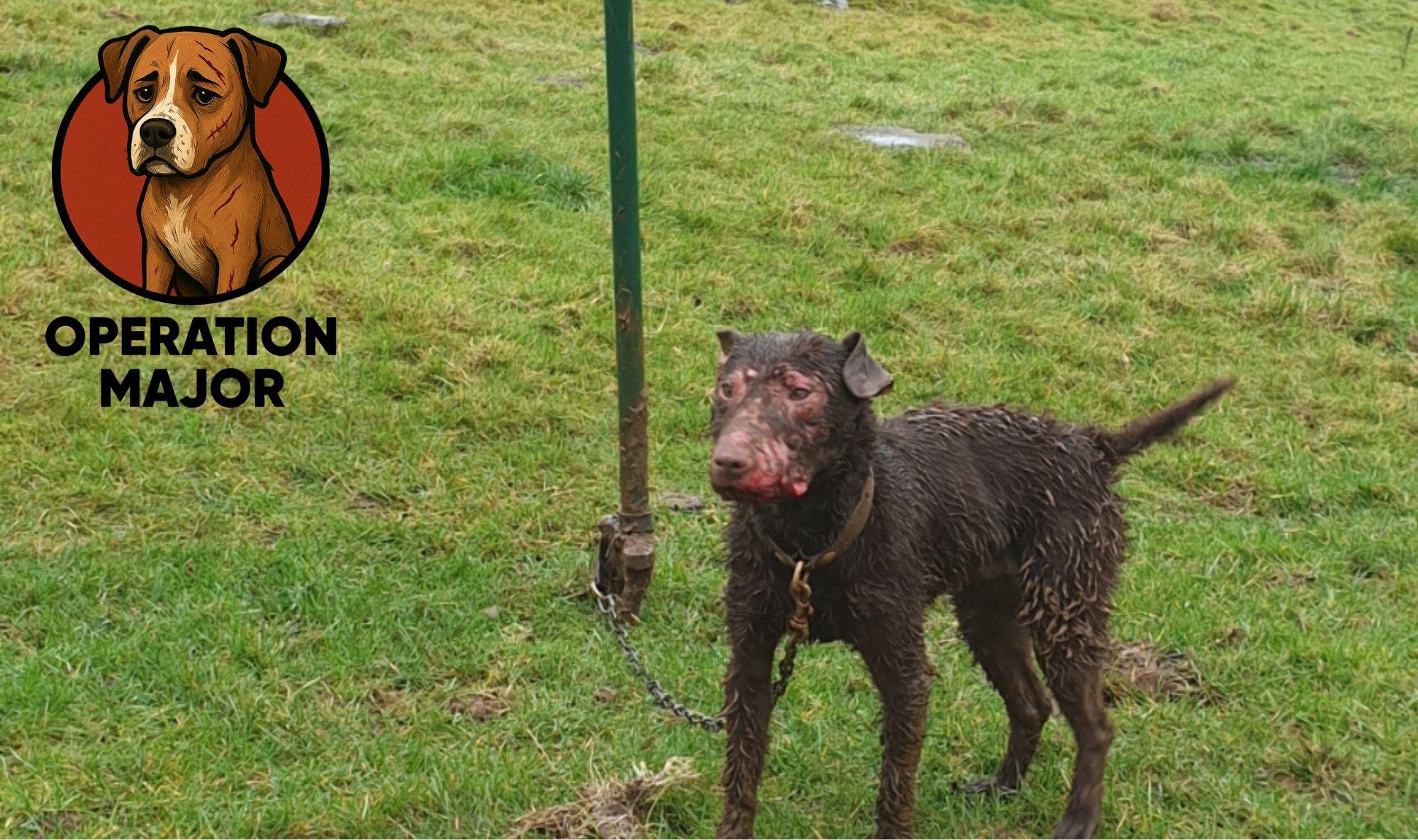 A black terrier type dog tied to a pole in a field, with the OP Major logo in the top left corner.