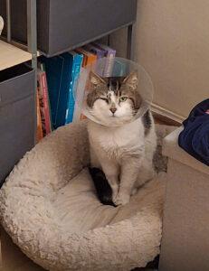 A tabby cat with a cone collar and a squinted eye sits in a soft beige pet bed. He is surrounded by a bookshelf and a cosy home environment.