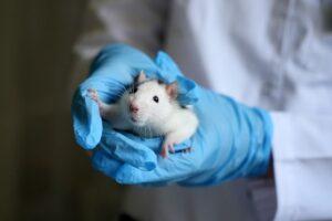 White mouse being held in a pair of hands. The hands are covered in blue surgical gloves.