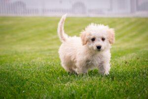 A small white dog running in the grass.