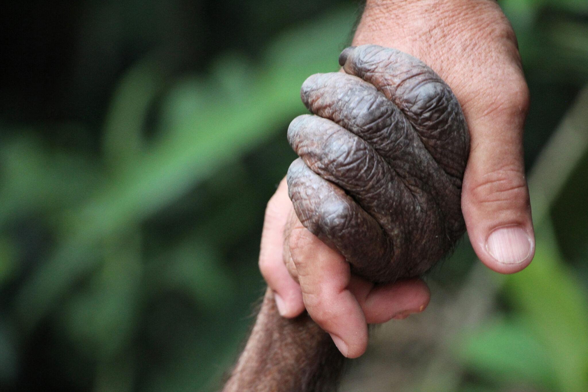 Announcing The World Animal Day 2026 Theme | Naturewatch Foundation