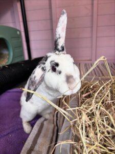 Photograph of a white rabbit with black spots inside a wooden enclosure, standing next to a pile of hay. One ear is upright while the other is flopped down, and the background includes a purple blanket and a green plastic hideout.
