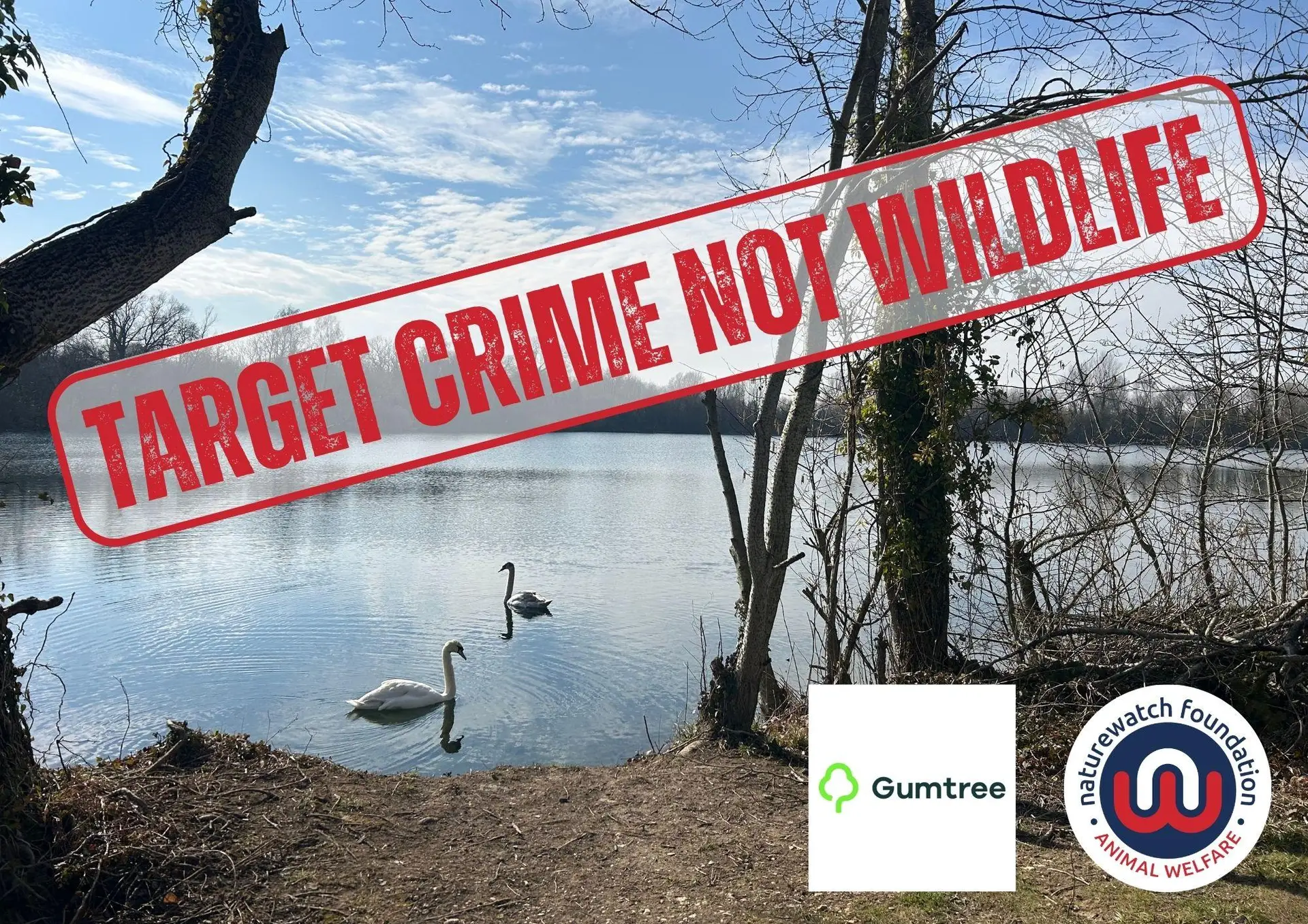Swans on lake. the lake is surrounded by woodland. The scene is peaceful. On top of this image there is a red stamp with the words 'Target Crime Not Wildlife', and in the bottom right corner is our logo and Gumtree's logo.