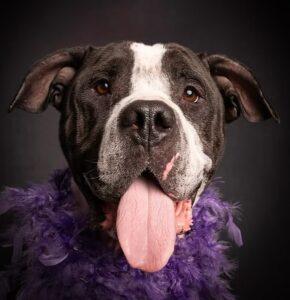 A close-up portrait of a large black and white dog who has her tongue out.