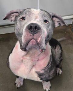 A large black and white dog with missing fur and pink, inflamed skin looking at the camera.